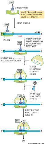 Η έναρξη της μετάφρασης στους ευκαρυώτες RNA καλύπτρα εναρκτήριο trna μικρή υπομονάδα μαζί με παράγοντες έναρξης (δεν δείχνονται στο σχήμα) σύνδεση mrna mrna το σύμπλοκο μικρής υπομονάδας/εναρκτή