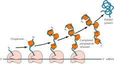 Οι νεοσυντιθέμενες πρωτεΐνες χρειάζονται συνοδούς-πρωτεΐνες για να αναδιπλωθούν σωστά