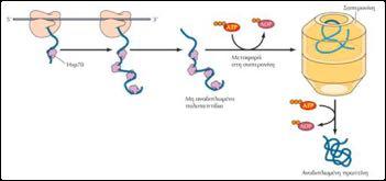 Οι συνοδοί-πρωτεΐνες δρουν διαδοχικά Hsp70 (DnaK) Μεταφορά στη