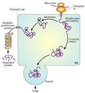 Ρύθμιση της πρωτεϊνικής αναδίπλωσης στο ΕΔ μεταφορά έξω από το ΕΔ Ουβικιτινωση πρωτεασωμική αποικοδόμηση Προϊόντα αποικοδόμησης Golgi ριβοσωμάτιο λάθος αναδίπλωση κυστίδιο Είσοδος στο ΕΔ Μετατροπή &