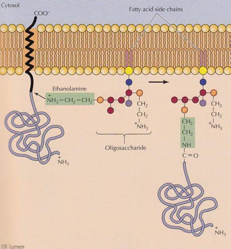 Σύνδεση πρωτεϊνών με μεμβρανικά γλυκολιπίδια κυτταρόπλασμα Αλυσίδες