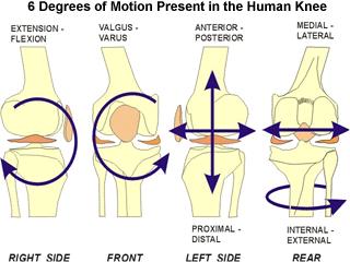 1.3 Κινησιολογία του γόνατος 1.3.1 Γενικά Οι κινήσεις της άρθρωσης του γόνατος εκτελούνται από την κνημομηριαία και την επιγονατιδομηριαία άρθρωση.