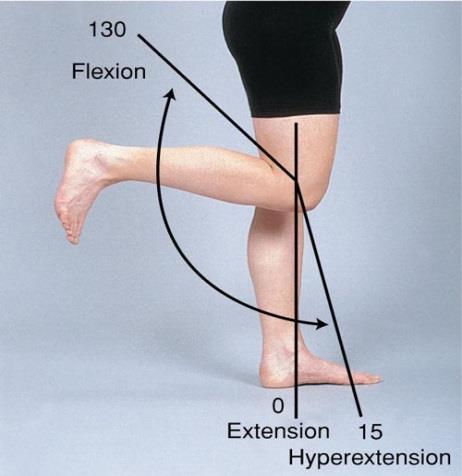 1.3.4 Κινήσεις της άρθρωσης του γόνατος Κάμψη Έκταση Η κίνηση της κάμψης και της έκτασης πραγματοποιείται στο οβελιαίο επίπεδο.