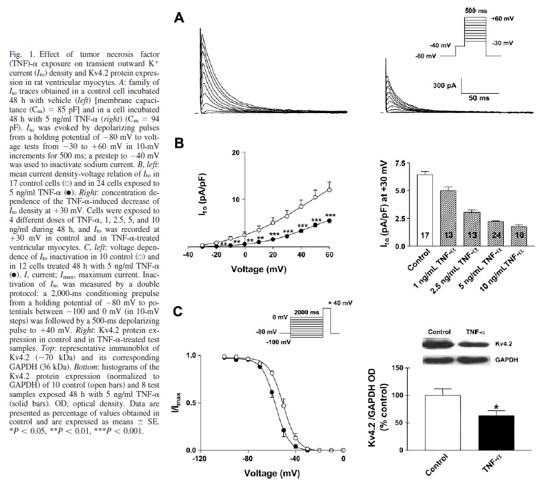 Electrophysiological Changes TNF-α reduces I to