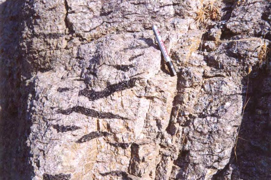 Φωτογραφία 3. 13: Ο Ιώδης Ιγκνιμβρίτης με μαύρες, συγκολλημένες, λεπτές φιάμμες.