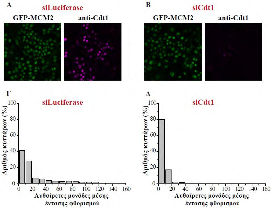 4. Αποτελέσματα ασύγχρονα MCF7 κύτταρα που είναι σταθερά διαμολυσμένα με τα μόρια GFP-MCM2 και GFP-MCM4 διαμολύνθηκαν είτε με sirna ειδικό έναντι του mrna της πρωτεΐνης Cdt1 είτε με μη στοχευμένο