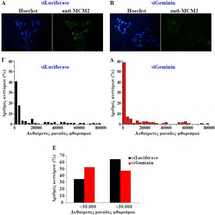 4. Αποτελέσματα Εικόνα 4.2.23: Η αποσιώπηση της έκφρασης της πρωτεΐνης Geminin περιορίζει την πρόσδεση της ενδογενούς πρωτεΐνης MCM2 στη χρωματίνη.