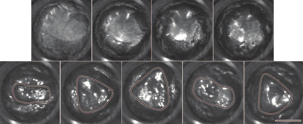 Ù 8 «Ó Ð : ÃÈ¾Ø Ñ Â Æ 121 ² 5 É É± ± Ò ÐÅ Fig.5 Photos of the swinging instability of free surface under alternating magnetic fields with B a =.44 T (a) and.