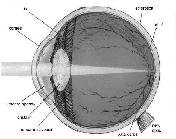 Noţiuni De Optică Ochiul Uman Pdf Free Download