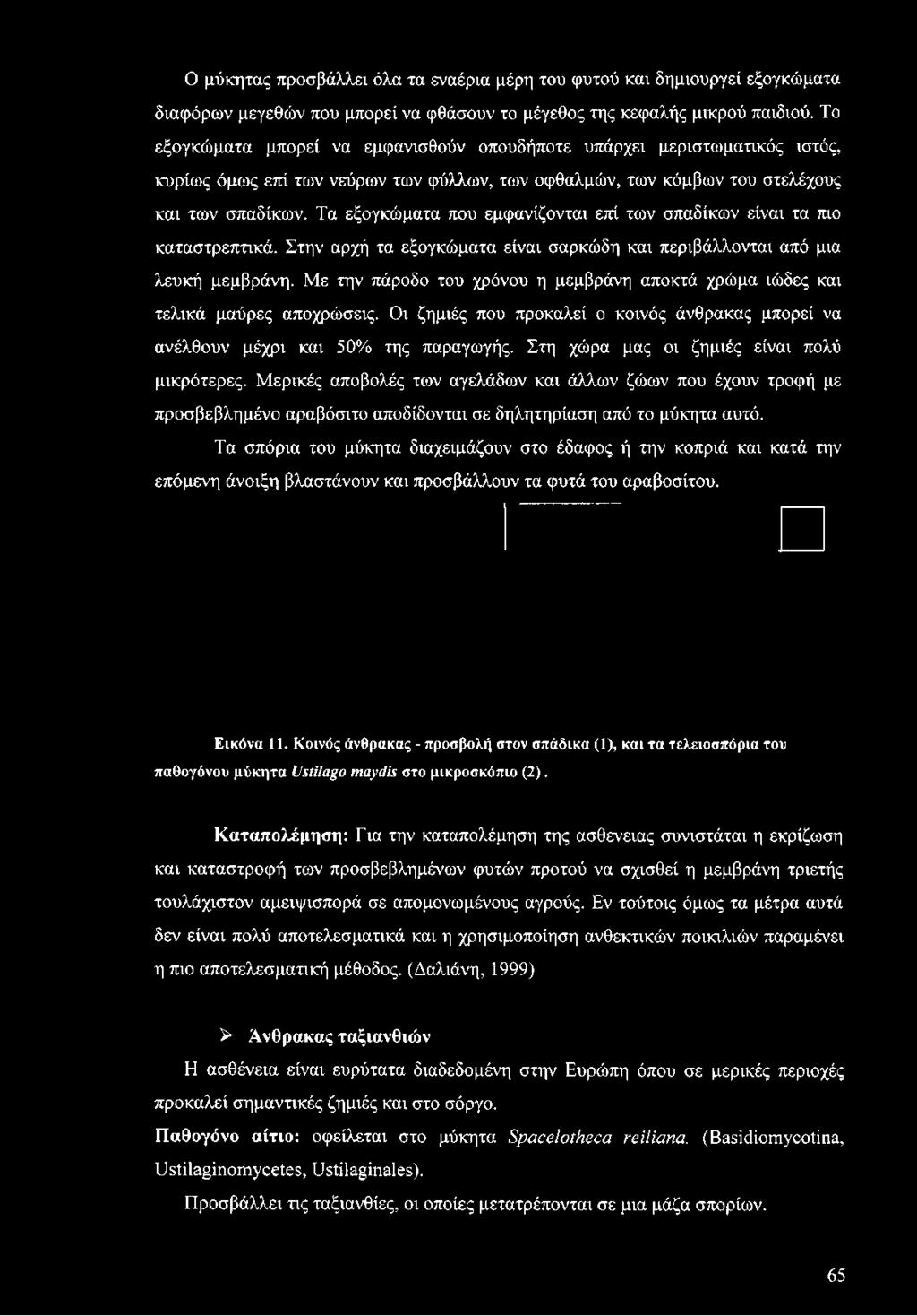 Τα εξογκώματα που εμφανίζονται επί των σπαδίκων είναι τα πιο καταστρεπτικά. Στην αρχή τα εξογκώματα είναι σαρκώδη και περιβάλλονται από μια λευκή μεμβράνη.