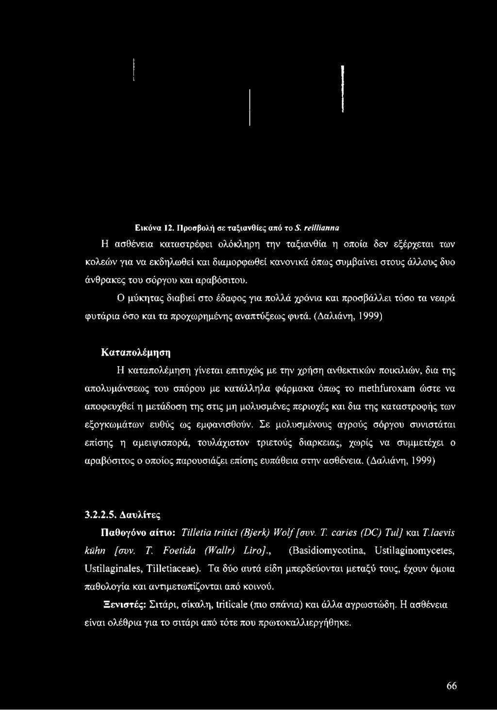 αραβόσιτου. Ο μύκητας διαβιεί στο έδαφος για πολλά χρόνια και προσβάλλει τόσο τα νεαρά φυτάρια όσο και τα προχωρημένης αναπτύξεως φυτά.