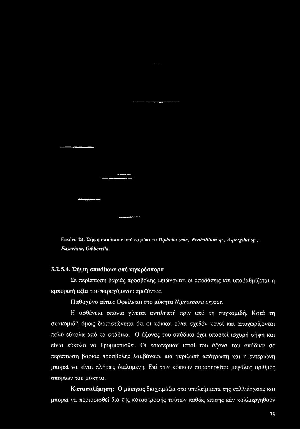 Ε ικ ό ν α 24. Σ ή ψ η σ π α δ ίκ ω ν α π ό το μ ύ κ η τ α D ip lo d ia ze a e, P é n ic illiu m sp., A s p e r g ilu s s p.,. F u s a r iu m, G ib b e relia. 3.2.5.4. Σήψη σπαδίκων από νιγκρόσπορα Σε περίπτωση βαριάς προσβολής μειώνονται οι αποδόσεις και υποβαθμίζεται η εμπορική αξία του παραγόμενου προϊόντος.