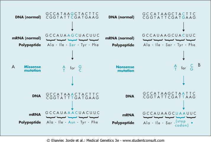 ονομάζονται σημειακές μεταλλαγές (point mutations). Στη κλασική γενετική ο όρος αυτός υποδηλώνει κάθε μικροσκοπικά ανιχνεύσιμη μεταλλαγή).