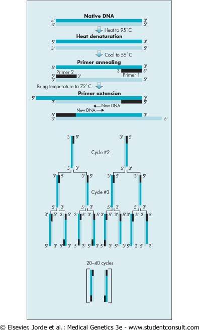 Εικόνα 3.19. Η διαδικασία PCR. Το γενωμικό DNA θερμαίνεται αρχικά και αποδιατάσσεται σχηματίζοντας μονόκλωνες αλυσίδες.