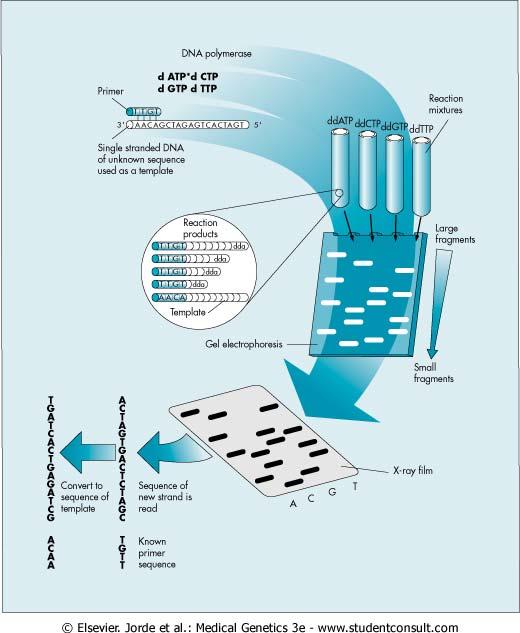 Εικόνα 3.20. Ανάλυση της αλληλουχίας του DNA (sequencing) με τη μέθοδο διδεόξυ (dideoxy). Ο σημασμένος εκκινητής προστίθεται στο μονόκλωνο DNA άγνωστης αλληλουχίας.