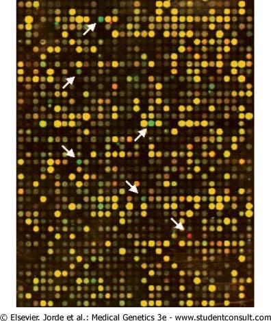 Εικόνα 3.23. Σχηματικό διάγραμμα μικροσυστοιχίας. Ολιγονουκλεοτίδια τοποθετούνται ή συντίθενται σε ένα τσιπ. Εκτίθενται έπειτα σε σημασμένο DNA ενός ατόμου.