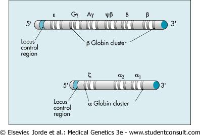 Σχήμα 3.4 Η γονιδιακή ομάδα της α - σφαιρίνης στο χρωμόσωμα 16 και της β - σφαιρίνης στο χρωμόσωμα 11.