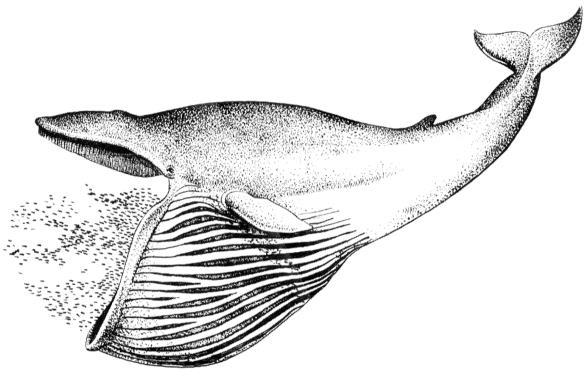 τομή στοματικής κοιλότητας φάλαινας (α) όπου