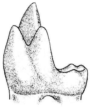 τρίγωνο Τριβοσφηνικοί γομφίοι παράκωνος μετάκωνος παρακώνουλος μετακώνουλος παράκωνος μετάκωνος πρωτόκωνος α πρωτόκωνος παρειακή πλευρά β τριγωνίδιο εμπρόσθια