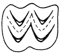 Μορφολογικοί τύποι γομφίων βουνοδοντικός πολυβουνοδοντικός σεληνοδοντικός βουνοσεληνοδοντικός