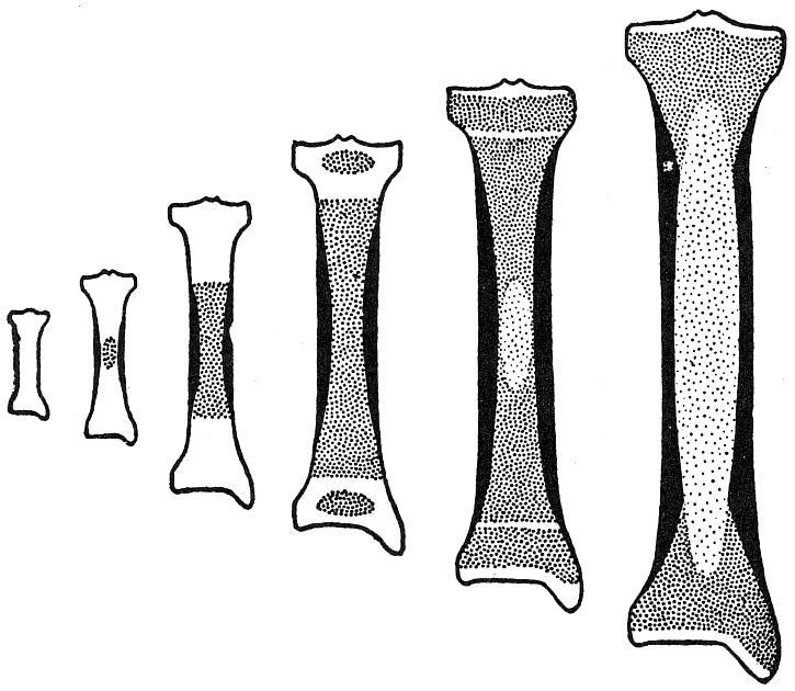 α β γ δ ε Σχηματική απεικόνιση των σταδίων οστέωσης και της ανάπτυξης των επιμήκων οστών των θηλαστικών. α) Στάδιο χόνδρου.