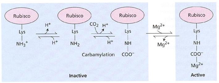 Η δράση της RuBisCO καθορίζεται απο ένα κατάλοιπο Lys στο ενεργό της κέντρο Ευννοείται απο υψηλό ph Ευννοείται απο υψηλά Επίπεδα CO 2 Ενεργάση RuBisCO Μέγιστη ενεργότητα σε υψηλό ph RuBP Ανενεργή