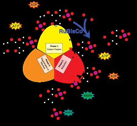 Σύνοψη: Ο κύκλος Calvin χρησιμοποιεί ΑΤΡ & NADPH απο τις φωτεινές αντιδράσεις για δέσμευση CO 2 Ένα μόριο RuBP