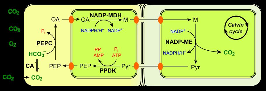 Ο μηχανισμός NADP + -μηλικού ενζύμου