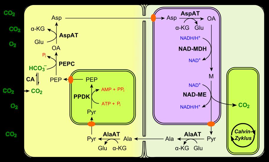 Ο μηχανισμός NAD + -μηλικού ενζύμου Κύτταρο