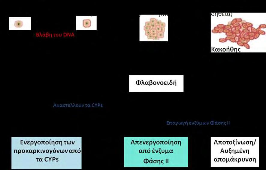 το ερώτημα εάν τα φλαβονοειδή είναι ασφαλή για χορήγηση στον άνθρωπο θα πρέπει να πραγματοποιηθούν αρκετές ακόμα μελέτες σε ζώα και μακροχρόνιες κλινικές δοκιμές (Hodek et al., 2002).