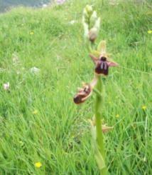 Ophrys mammosa (λήψη: Μάρτιος 2011)