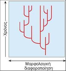 4. Βαθμιαία μεταβολή Μακροεξέλιξη: Η Θεωρία της Εστιγμένης Ισορροπίας (Eldredge & Gould) Η μεγαλύτερη εξελικτική αλλαγή συμβαίνει με σχετικά σύντομα