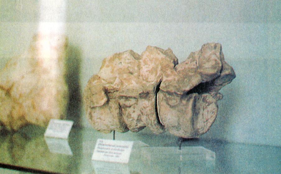 τη Σάμο, β) αμμωνίτης από το Μπαλί Ρεθύμνου, γ) τμήμα