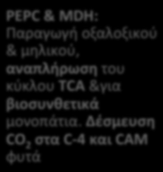 PEPC & MDH: Παραγωγή οξαλοξικού & μηλικού, αναπλήρωση του