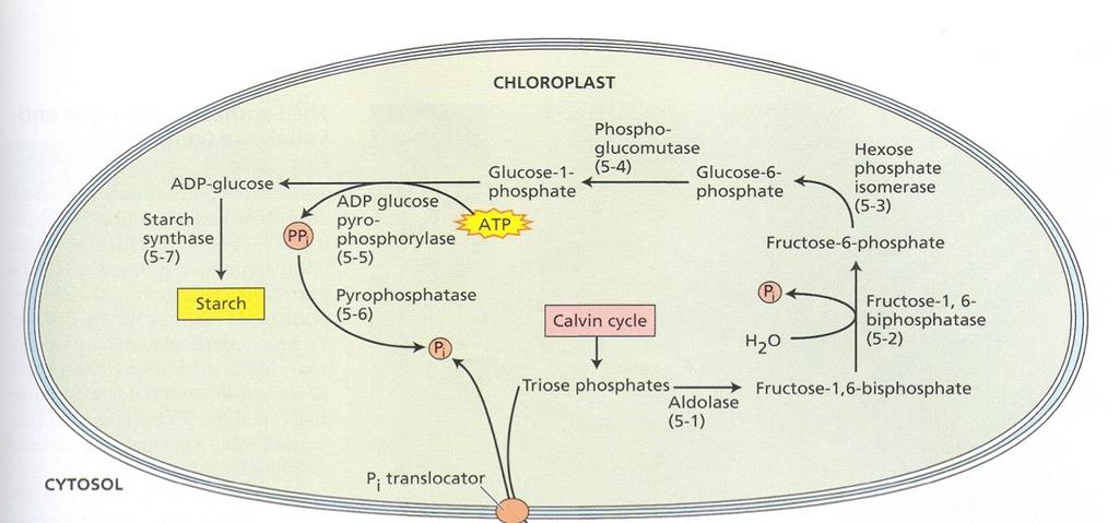 Ο άνθρακας της φωτοσύνθεσης χρησιμοποιείται για σύνθεση αμύλου ή σουκρόζης Chloroplast Άμυλο/ starch Φωσφοτριόζες Πλαστιδιακή γλυκονεογένεση Το άμυλο είναι αποθηκευτική
