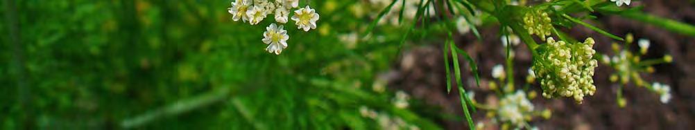 20 species of flowering plants in the family Apiaceae, native to