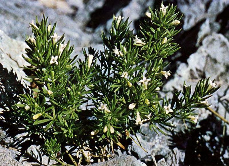 17. Ασπέρουλα η βρυόμορφη Η Ασπέρουλα (Asperula muscosa Boiss. &Heldr.) είναι ένα ακόμα στενότοπο ενδημικό φυτό του Ολύμπου, που ανακάλυψε ο Theodore Heldreich το 1851, κατά την ανάβασή του στο βουνό.