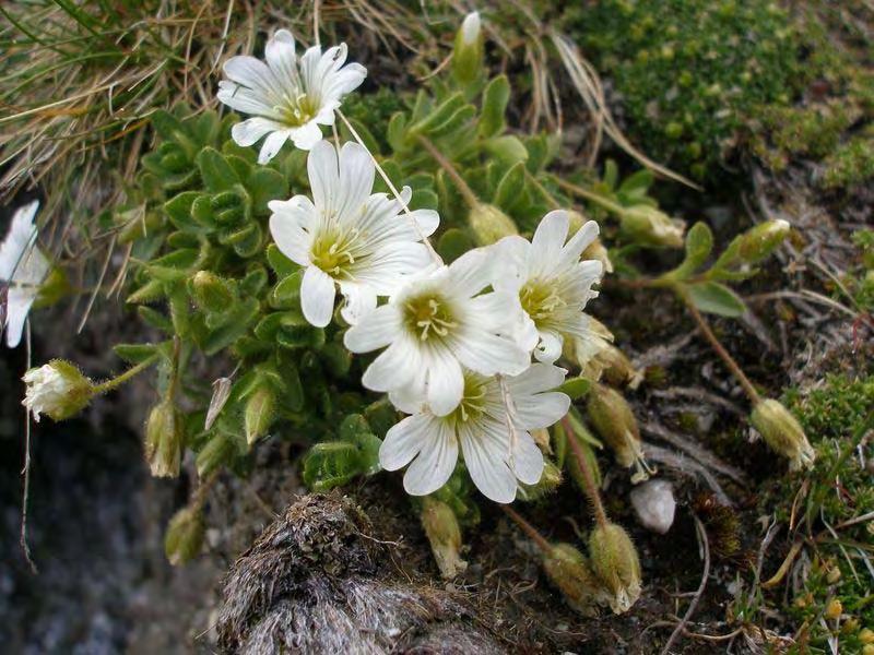 ΤΑ ΕΝΔΗΜΙΚΑ ΦΥΤΑ ΤΟΥ ΟΛΥΜΠΟΥ / ENDEMIC PLANTS OF OLYMPUS Εκείνο που δίνει στον Όλυμπο ιδιαίτερη οικολογική αξία είναι τα σπάνια, τοπικά ενδημικά φυτά, που είναι μοναδικά στον κόσμο.