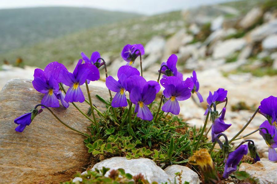 2. Βιόλα του Ολύμπου Βιόλα η εύοσμη ή Βιολέτα η αρωματική ( Viola odorata L.