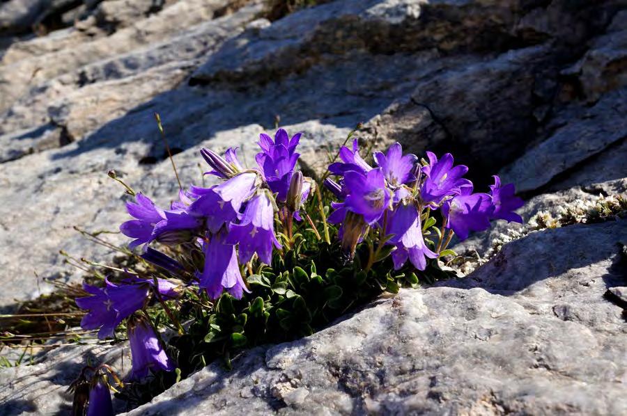 5. Καμπανούλα η ορειάδος Η Campanula oreadum Boiss. & Heldr. ενδημική του Ολύμπου, βρίσκεται σε βραχώδεις ρωγμές από τα 1800 μέχρι τα 2900 μ.