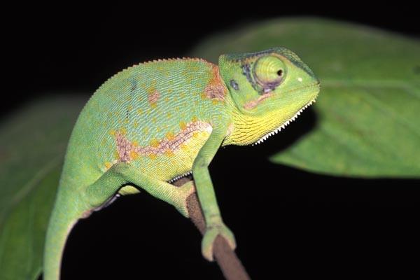 Chamaeleonidae C. chamaeleo C.