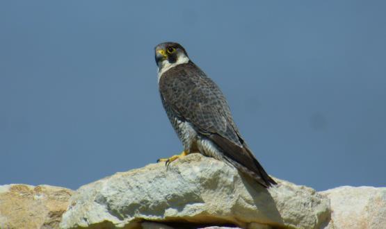 Falco peregrinus, Τζάνος Είδος προτεραιότητας για την ΕΕ (παράρτημα 1 της Οδηγίας 2009/147/ΕΚ) που φωλιάζει στη Κύπρο.