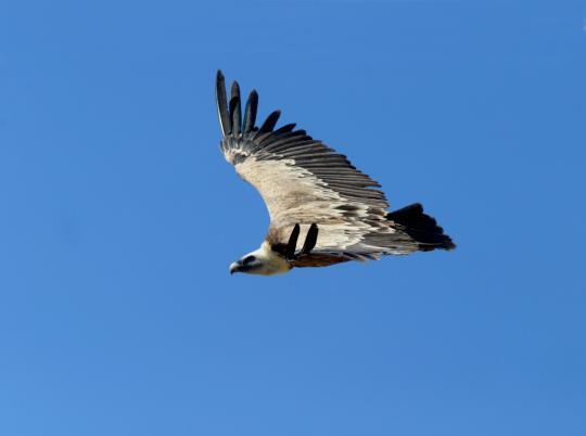 Gyps fulvus, Γύπας Είδος προτεραιότητας για την ΕΕ (παράρτημα 1 της Οδηγίας 2009/147/ΕΚ) που φωλιάζει στη Κύπρο.