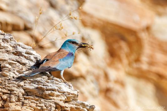 Coracias garrulus, η Κράγκα 10-40 ζευγάρια φωλιάζουν στη ΖΕΠ Ποταμός Παραμαλιού, από Απρίλιο μέχρι Αύγουστο.