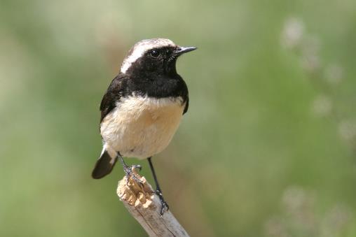 Oenanthe cypriaca, η Σκαλιφούρτα Είδος προτεραιότητας για την ΕΕ που είναι ενδημικό είδος της Κύπρου φωλιάζει ΜΟΝΟ στη Κύπρο.