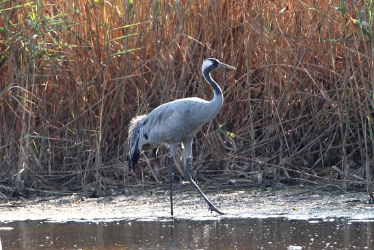 Grus grus, Γερανός Είδος προτεραιότητας για την ΕΕ (παράρτημα 1 της Οδηγίας 2009/147/ΕΚ) Φωλιάζει Β.