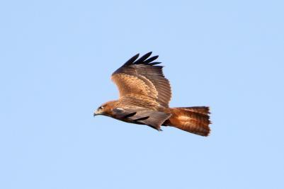 Τα κύρια είδη είναι τα ακόλουθα: Pernis apivorus, Falco vespertinus, Circus