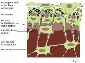 Οστεοκυτταρική οστεόλυση Απελευθέρωση ασβεστίου & φωσφορικών