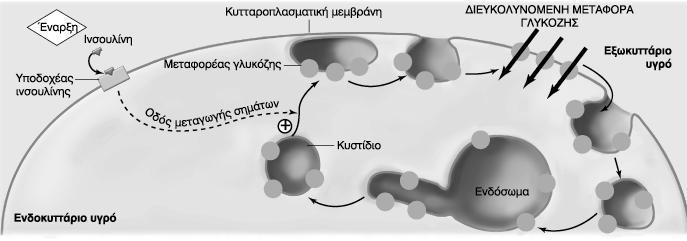 Μετακίνηση γλυκόζης στο εσωτερικό του κυττάρου με GLUTGLUT-4 Επιδημιολογικά Στοιχεία Ένας στους δύο δεν γνωρίζει ότι έχει την πάθηση 200.000.