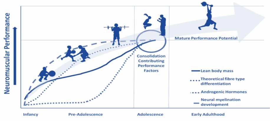 Συνεισφορά διαφόρων παραγόντων στη βελτίωση της νευρομυικής απόδοσης κατά την περίοδο της ωρίμανσης Νευρομυική απόδοση Σύνθεση όλων των παραγόντων Πιθανή νευρομυική απόδοση κατά την ενηλικίωση